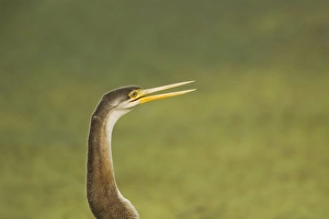 Images Dated 7th January 2009: Indian Darter / Snakebird / Anhinga - Keoladeo Ghana National Park - Bharatpur - Rajasthan - India