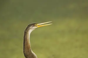 Snakebird Prints: Indian Darter / Snakebird / Anhinga - Keoladeo Ghana National Park - Bharatpur - Rajasthan - India BI017554