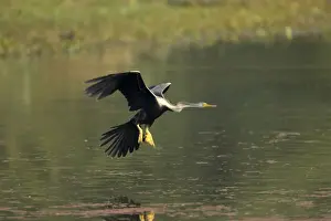 Indian Darter / Snakebird / Anhinga - Landing on water - Keoladeo Ghana National Park - Bharatpur - Rajasthan - India BI017505