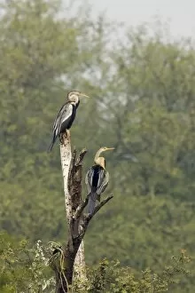 Images Dated 7th January 2009: Indian Darter / Snakebird / Anhinga - perched on branch - Keoladeo Ghana National Park - Bharatpur