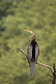 Indian Darter / Snakebird / Anhinga - perched on branch - Keoladeo Ghana National Park - Bharatpur - Rajasthan - India BI017549
