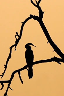 Indian Darter / Snakebird / Anhinga - Silhouette Indian Darter / Snakebird / Anhinga - Silhouette