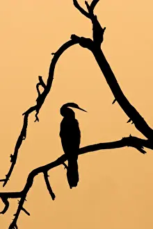 Snakebird Prints: Indian Darter / Snakebird / Anhinga - Silhouette - Keoladeo Ghana National Park - Bharatpur - Rajasthan - India
