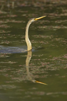 Indian Darter / Snakebird / Anhinga - Swimming low in the water Indian Darter / Snakebird / Anhinga - Swimming low in the water