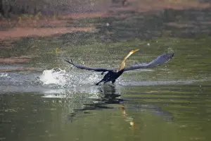 Splashing Prints: Indian Darter / Snakebird / Anhinga - Taking off from lake - Keoladeo Ghana National Park - Bharatpur - Rajasthan