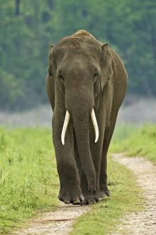 Images Dated 8th June 2011: Indian Elephant bull