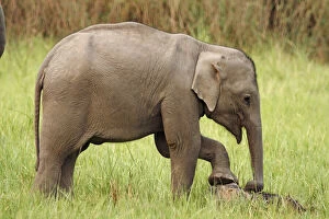 Indian Elephant calf rubbing feet against