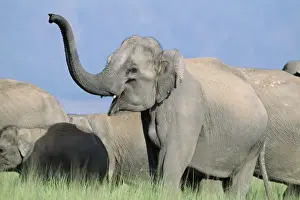 Indian Elephant - Catching the scent. Corbett National Park, India