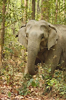 Indian Elephant coming out of Sal forest, Corbett