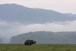 Indian Elephant communicating, Corbett National