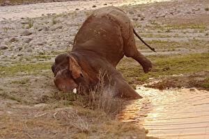 Indian Elephant digging tusks in the wet