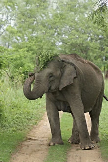 Twig Gallery: Indian Elephant displaying the plant;Corbett