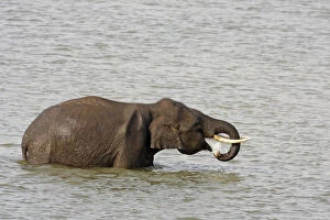 Indian Elephant drinking water in Ramganga