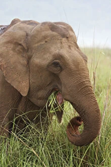 Indian Elephant eating grass, Corbett National