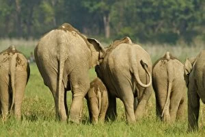 Images Dated 6th June 2011: Indian Elephant family