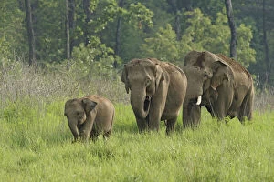 Indian Elephant family coming out of forest, Corbett