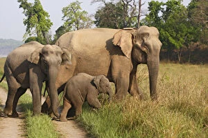 Indian Elephant family on the jungle track, Corbett