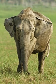 Images Dated 6th June 2011: Indian Elephant feeding