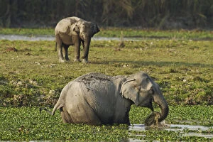Brahamputra Gallery: Indian Elephant feeding in the river Brahamputra