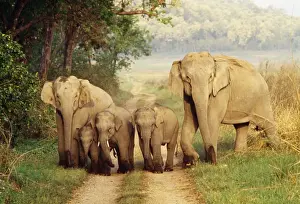 Indian Elephant JR 122 Family Elephas maximus © Jagdeep Rajput / ardea. com