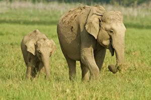 Images Dated 6th June 2011: Indian Elephant mother and young