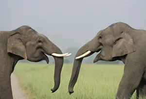 Tusks Prints: Indian Elephant - Play fighting. Corbett National Park, Indian