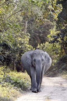 Indian Elephant - Pregnant