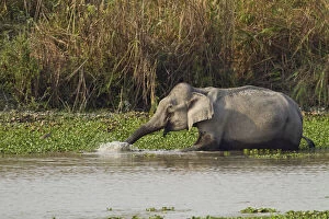 Brahamputra Gallery: Indian Elephant in the river Brahamputra