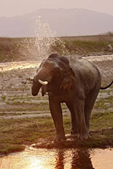 Indian Elephant splashing water, Corbett