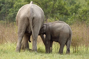 Indian Elephant suckling the calf, Corbett