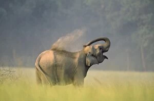 Images Dated 7th December 2006: Indian Elephant - taking dust bath Corbrtt National Park, India