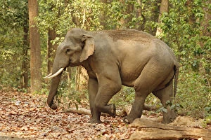 Indian Elephant (Tusker) coming out of Sal