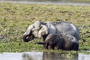 Images Dated 5th March 2011: Indian Elephant - & young - feeding in the river Brahamputra Indian Elephant - & young - feeding in the river Brahamputra