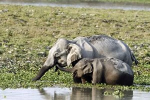 Images Dated 5th March 2011: Indian Elephant - & young - feeding in the river Indian Elephant - & young - feeding in the river