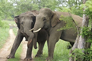 Indian Elephants courting, Corbett National
