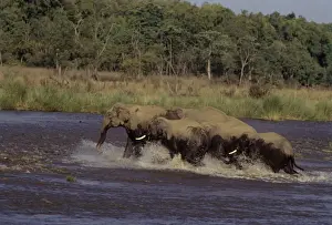 Indian Elephants - Crossing the river Ramganga Corbett National Park, India