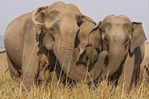 Indian Elephants expressing soladarity, Corbett