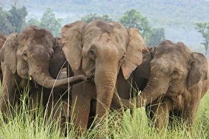 Indian Elephants looking for food, Corbett