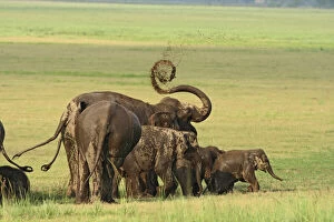 Indian Elephants mud bathing, Corbett National