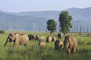 Indian Elephants in the open country, Corbett
