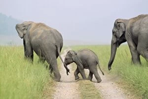 Images Dated 1st September 2010: Indian ELEPHANTS - With young