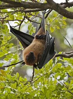 Images Dated 1st March 2011: Indian Flying Fox - hanging from tree with one