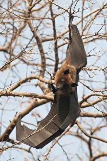 Roosting Gallery: Indian flying fox - at roost