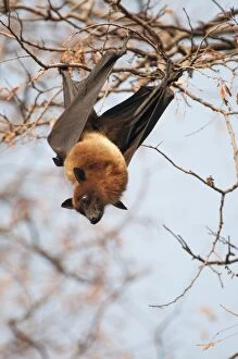 Roosting Gallery: Indian flying fox - at roost - looking down