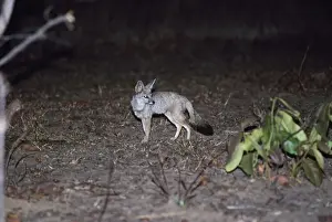 Indian Fox / Bengal Fox
