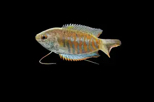 Gourami Prints: Indian giant gourami – male side view black background tropical freshwater Asia 002080
