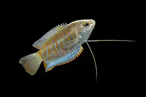 Indian giant gourami – male side view black background tropical freshwater Asia 002082
