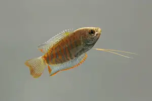 Gourami Prints: Indian giant gourami – male side view grey background tropical freshwater Asia 002077