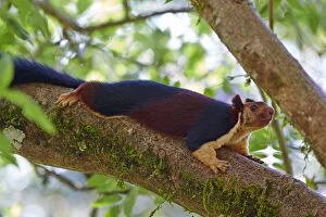 Images Dated 16th March 2015: Indian Giant Squirrel / Malabar Giant Squirrel