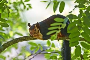 Images Dated 16th March 2015: Indian Giant Squirrel / Malabar Giant Squirrel